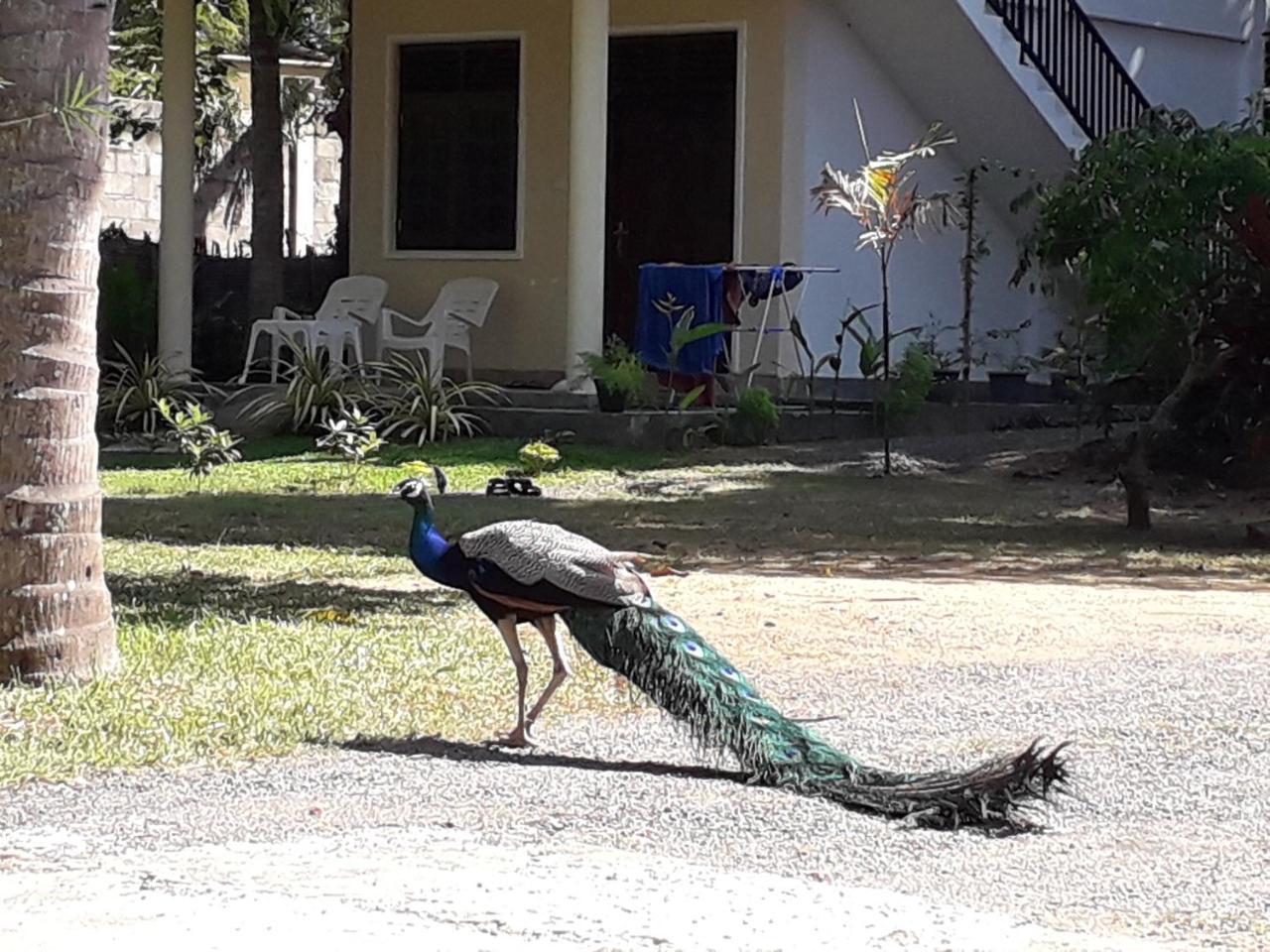 Golden Beach Rest Tangalle Exterior foto